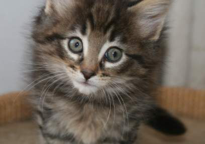 kitten